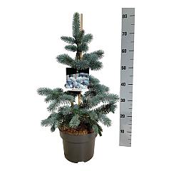 Picea pungens 'Koster'