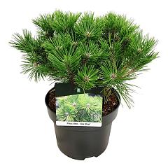 Pinus densiflora 'Low Glow'