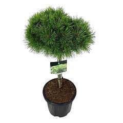 Pinus densiflora 'Low Glow'