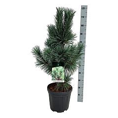 Pinus flexilis 'Vanderwolf's Pyramid'
