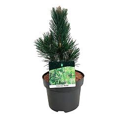 Pinus heldreichii 'Malinki'