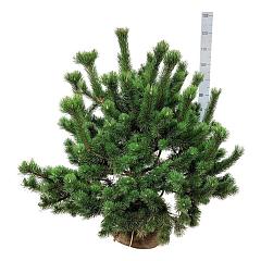 Pinus mugo