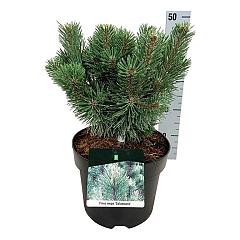 Pinus mugo 'Columnaris'