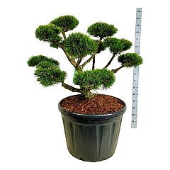 Pinus mugo 'Gnom'