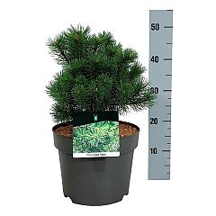 Pinus mugo 'Mops'