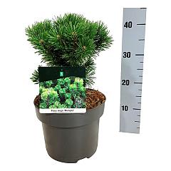 Pinus mugo 'Mumpitz'