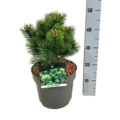 Pinus mugo 'Mumpitz'