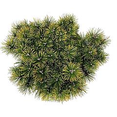 Pinus mugo 'Ophir'