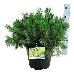 Pinus mugo pumilio