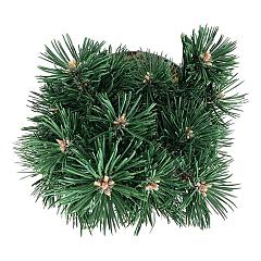 Pinus nigra 'Green Pearl'