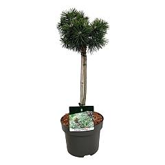 Pinus nigra 'Green Pearl'