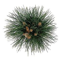 Pinus nigra 'Green Tower'