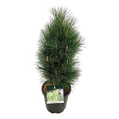 Pinus nigra 'Green Tower'