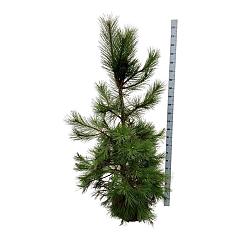 Pinus nigra nigra