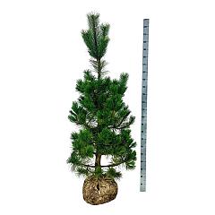 Pinus nigra nigra
