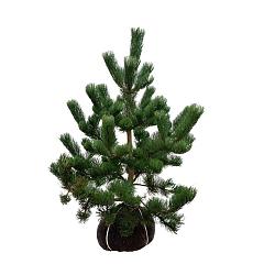Pinus nigra 'Oregon Green'
