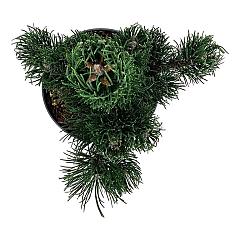 Pinus nigra 'Oregon Green'