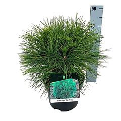Pinus nigra 'Spielberg'