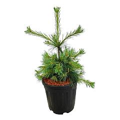 Pinus strobus 'Niagra Falls'