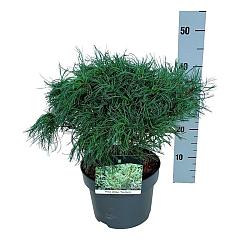 Pinus strobus 'Tiny Kurls'