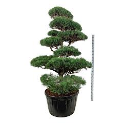 Pinus sylvestris