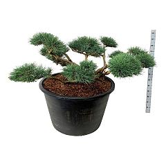 Pinus sylvestris 'Repens'