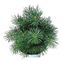 Pinus sylvestris 'Watereri'