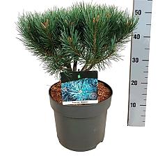 Pinus sylvestris 'Watereri'