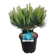 Pinus sylvestris 'Watereri'