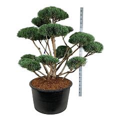 Pinus sylvestris 'Watereri'