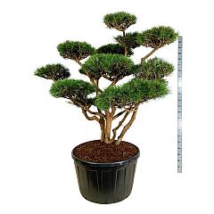 Pinus sylvestris 'Watereri'