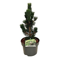 Pinus thunbergii 'Kotobuki'