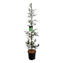 Sequoia s. 'Illa Martin'