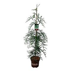 Sequoia sempervirens 'Winter Blue'
