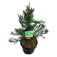 Sequoiadendron g. 'Healty Mammoth Two'