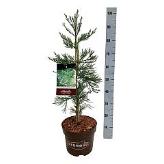 Sequoiadendron g. 'Healty Mammoth Three'