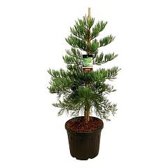 Sequoiadendron g. 'Healty Mammoth Three'