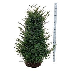 Taxus baccata