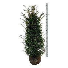Taxus baccata