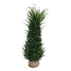 Taxus baccata