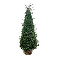 Taxus baccata