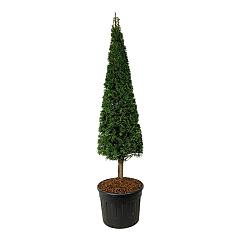 Taxus baccata