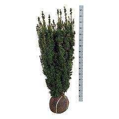 Taxus b. 'David'