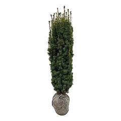 Taxus b. 'David'