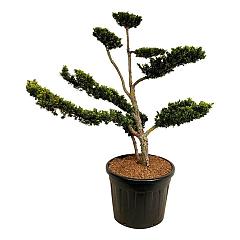 Taxus cuspidata nana