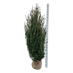 Taxus media 'Hicksii'