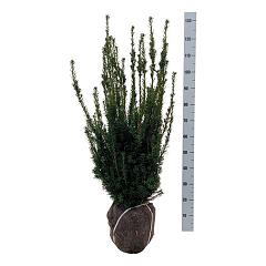 Taxus media 'Hillii'