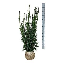 Taxus media 'Hillii'