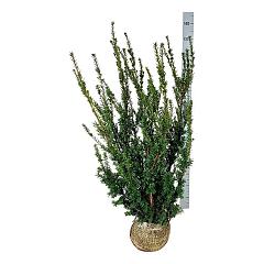 Taxus media 'Hillii'
