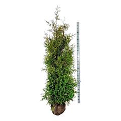 Thuja occ. 'Brabant'